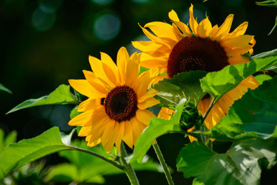 Close-up of yellow flowers blooming outdoors