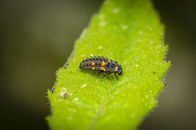 Close-up of a ladybird larva on a  leaf