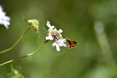 Close-up of bee on flower