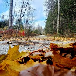 Autumn leaves in forest