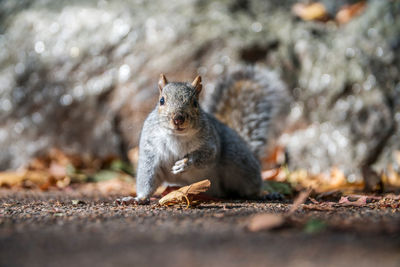 Surface level of squirrel on field