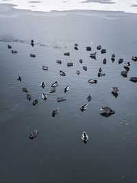 High angle view of birds in lake