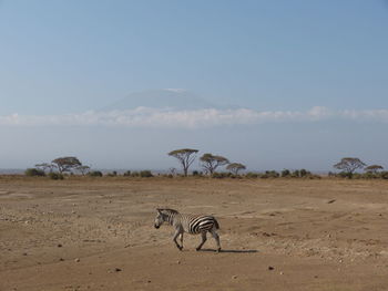 Zebra with kilimanjaro in the background 