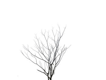 Low angle view of bare tree against white background