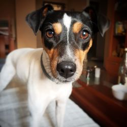 Close-up portrait of dog at home