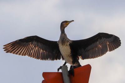 Low angle view of bird flying in sky