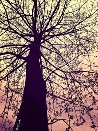 Low angle view of bare trees against sky