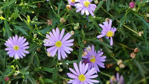 Close-up of purple flowers blooming in park