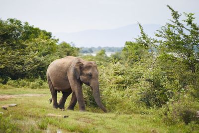 Elephant in a forest