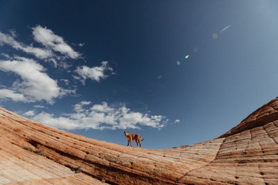 Dog mutt stands alone on top of red rock in utah desert under blue sky