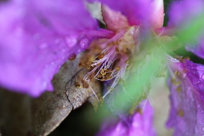 Close-up of spider on purple flower