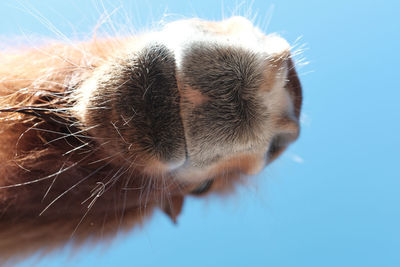 Close-up of a cat