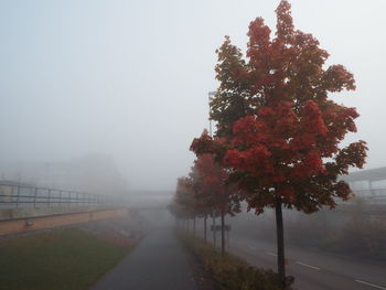 Road passing through forest