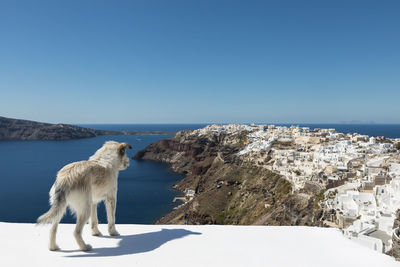 Stray dog overlooking oia santorini