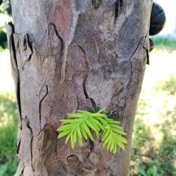 Close-up of tree trunk