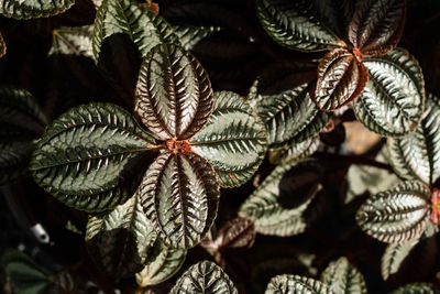 Close up of flame violet in pots used to decorate the house