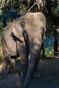 Elephants standing on field