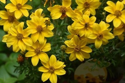 Close-up of yellow flowers blooming outdoors