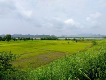 Scenic view of agricultural field against sky