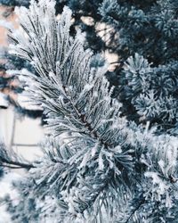 Close-up of frozen plant