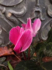 Close-up of pink flower