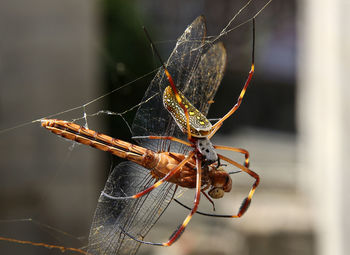 Close-up of spider on web