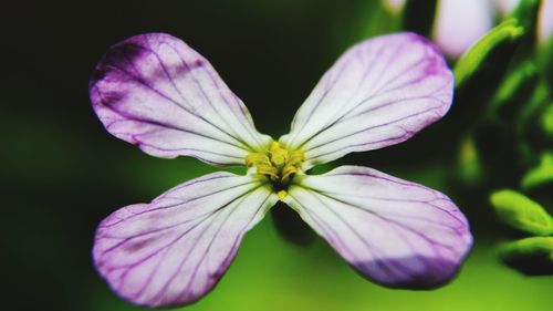Close-up of flower blooming outdoors
