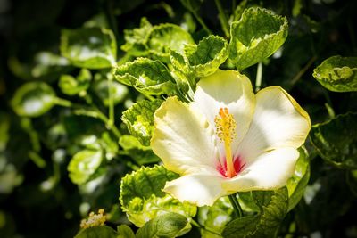 Close-up of flowering plant