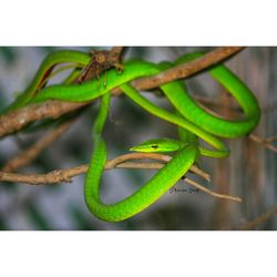 Close-up of green lizard on plant