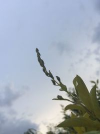 Close-up of plant against sky