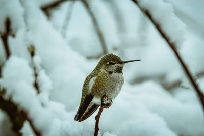 Close-up of bird perching on branch