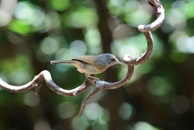 branch