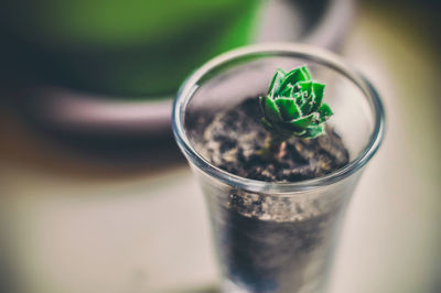 Close-up of potted succulent plant on table