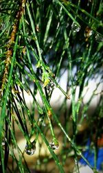 Close-up of water drops on plant