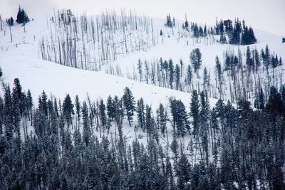 Trees on snow covered landscape against sky