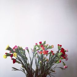 Close-up of pink flowers