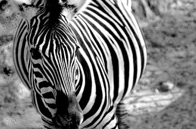 Close-up of zebra standing on field