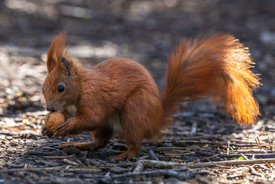 Close-up of squirrel