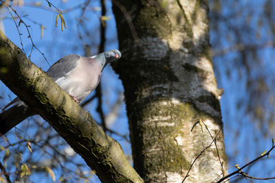 Low angle view of bird perching on tree