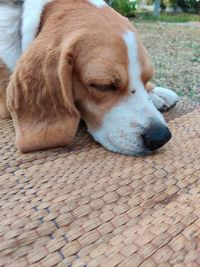 Close-up of a dog sleeping