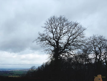 Low angle view of bare tree against sky