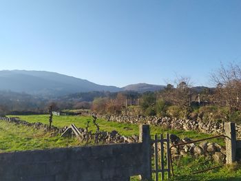 Scenic view of field against clear blue sky