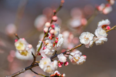 Close-up of cherry blossoms in spring