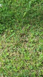 High angle view of snake on field