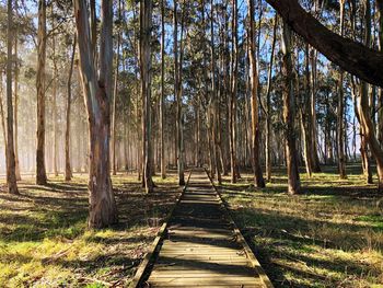 Walkway amidst trees in forest