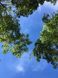 Low angle view of trees against sky