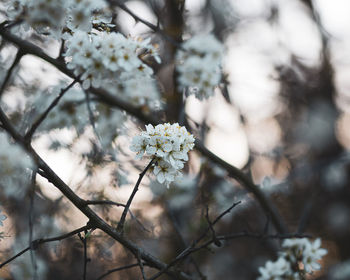 Close-up of white blossoms