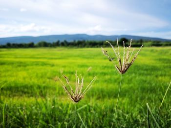 Close-up of plant on field against sky