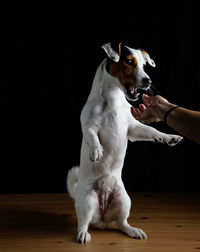 Full length of dog hand on hardwood floor against black background