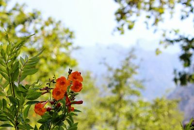 Low angle view of flowers blooming on tree